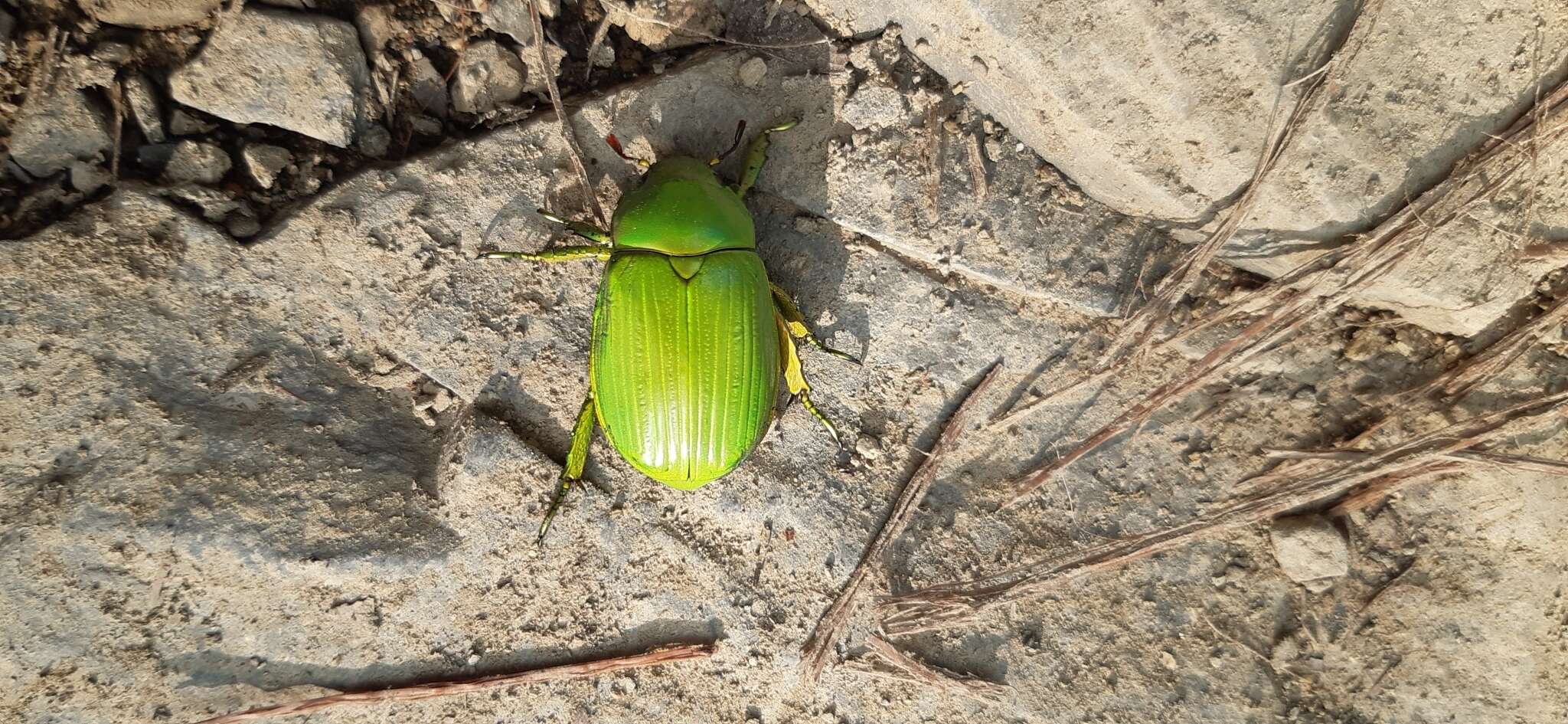 Sivun Chrysina psittacina (Sturm 1843) kuva