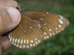 Image of <i>Euploea core godartii</i>