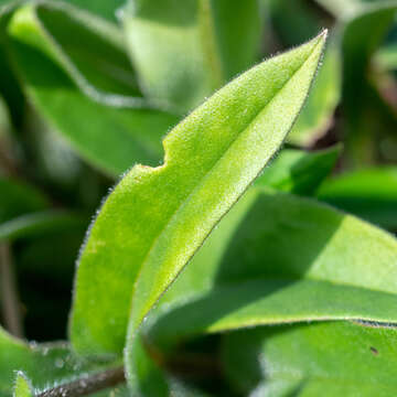 Plancia ëd Pulmonaria longifolia (Bast.) Boreau