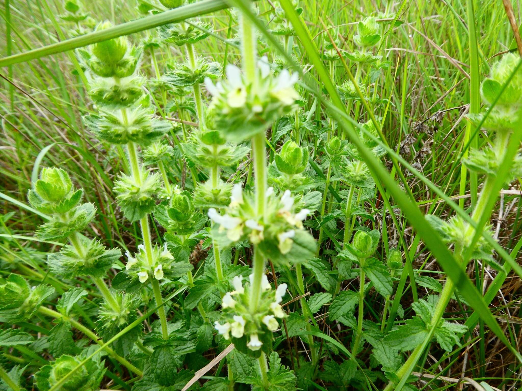 Image of Sideritis hirsuta L.