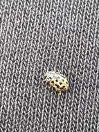 Image of Marsh Lady Beetle