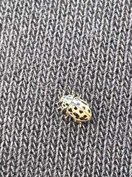 Image of Marsh Lady Beetle