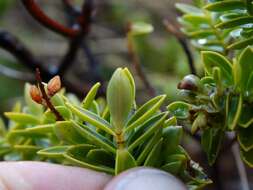 Слика од Veronica rakaiensis J. B. Armstr.