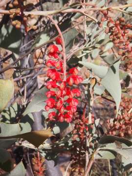 Image of Grevillea wickhamii Meissn.