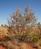 Image of Grevillea wickhamii Meissn.