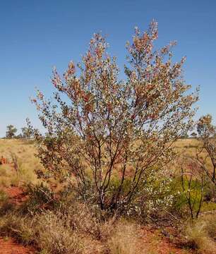 Image of Grevillea wickhamii Meissn.