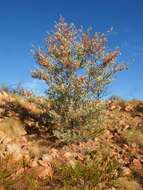 Image of Grevillea wickhamii Meissn.