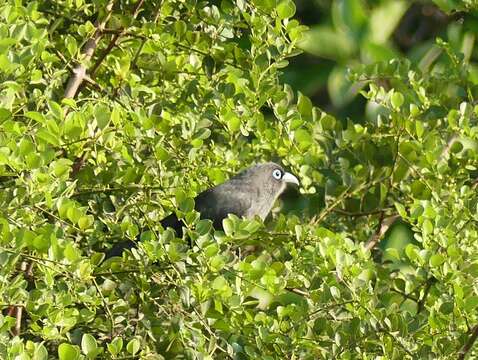 Image of Blue-faced Malkoha