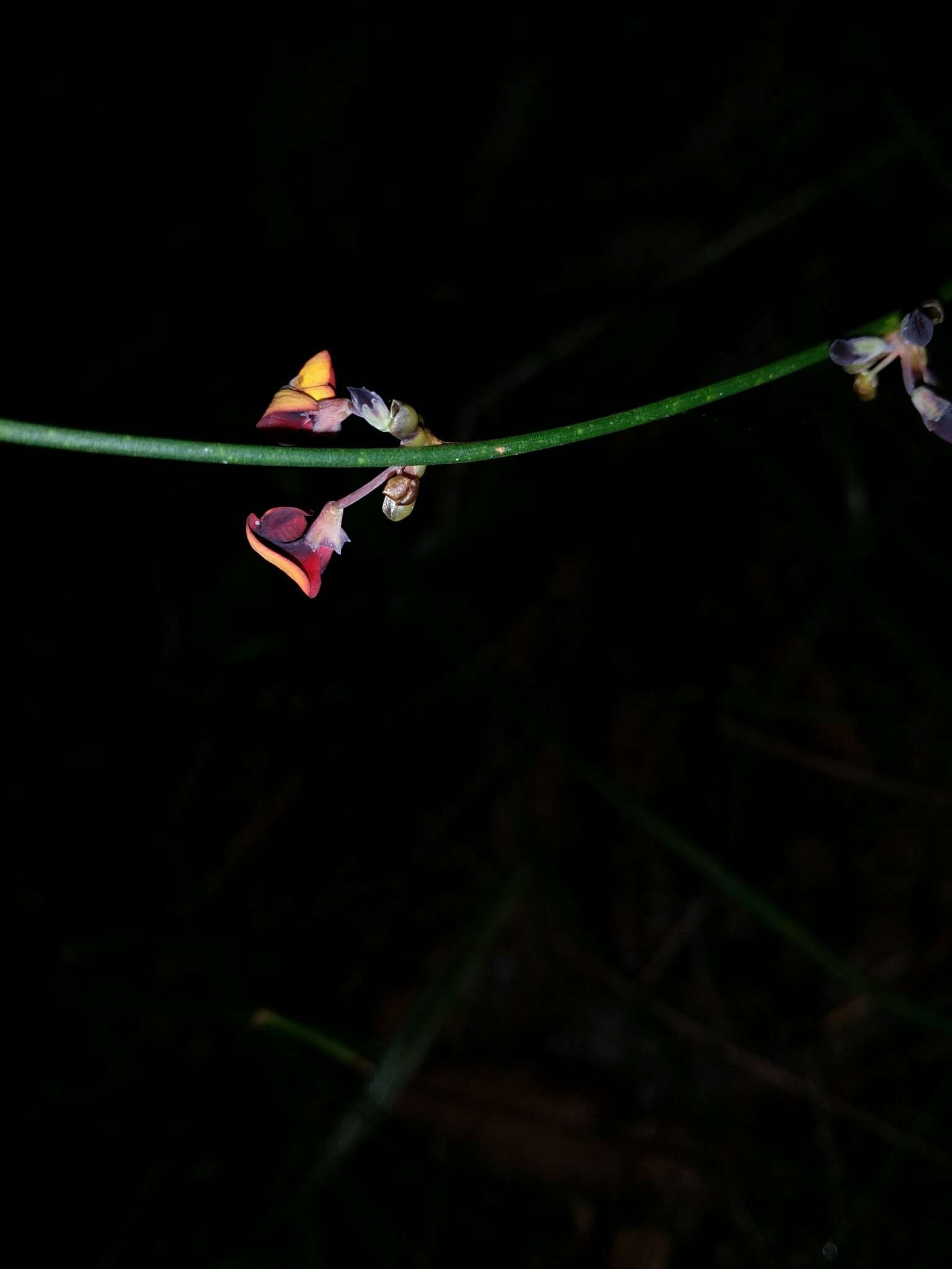 Daviesia triflora Crisp resmi