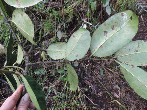 Image of Zanthoxylum quinduense Tul.