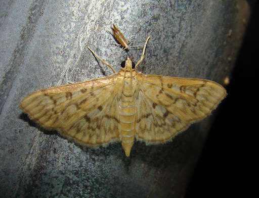 Image de Herpetogramma pertextalis Lederer 1863