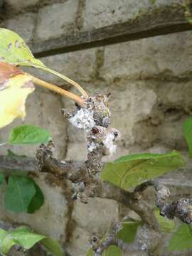 Image of Woolly Apple Aphid