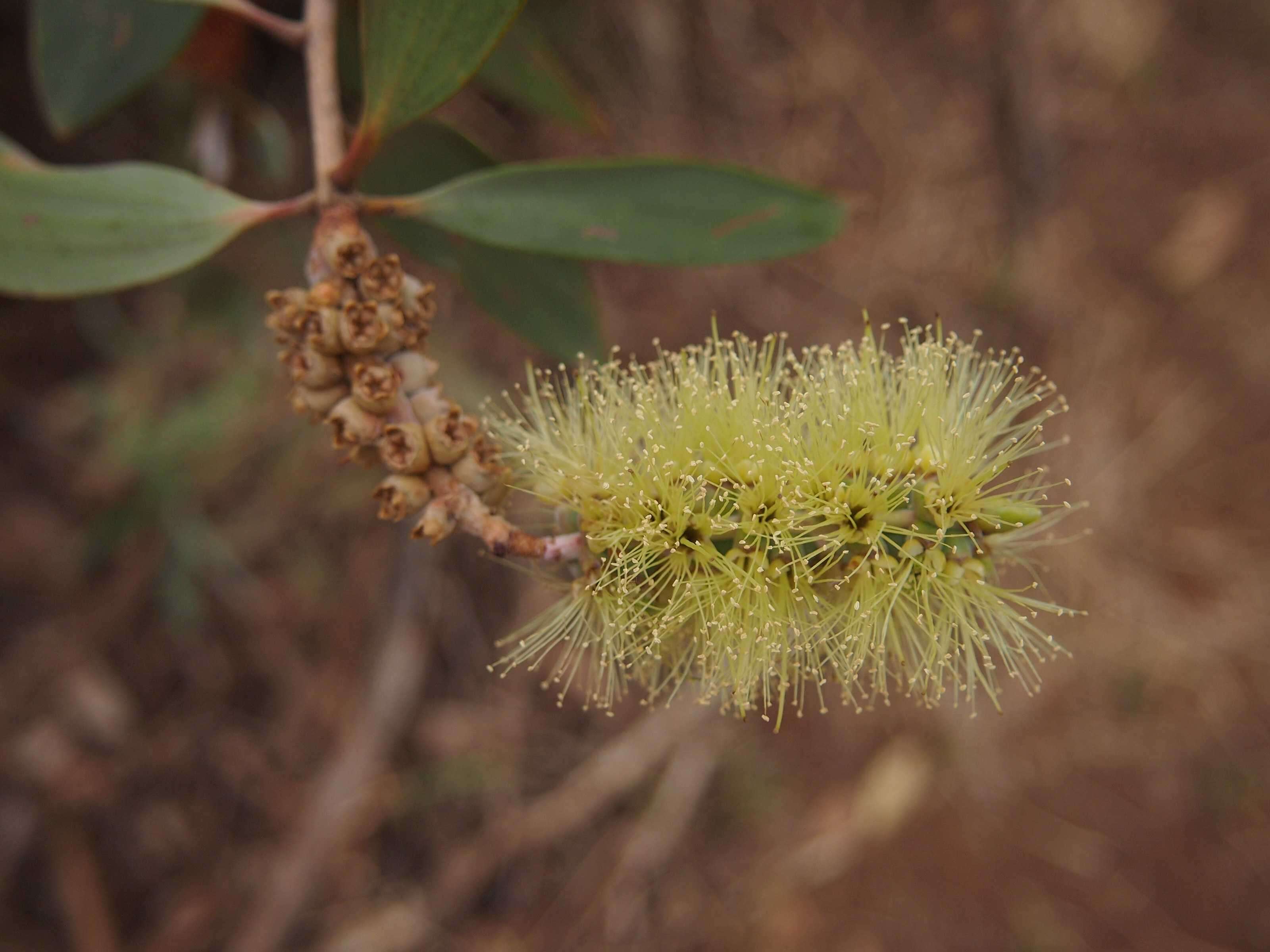 Image of punktree