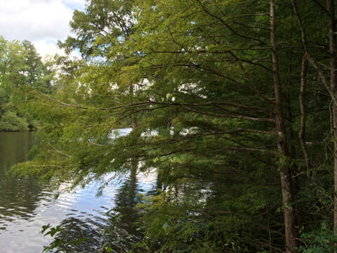 Image of Bald Cypress