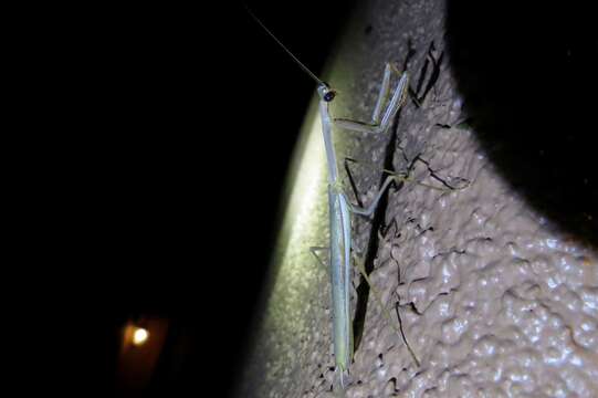 Image of Stagmomantis gracilipes Rehn 1907