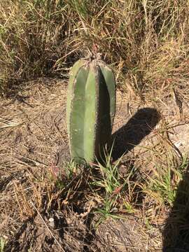 Sivun Echinocereeae kuva