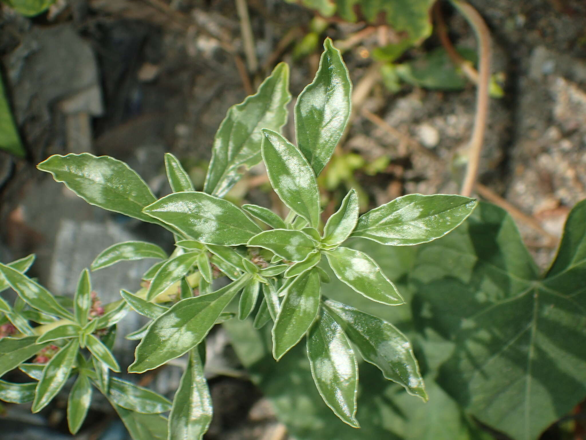 Imagem de Amaranthus blitoides S. Wats.