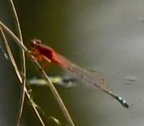 Image of Xanthagrion Selys 1876
