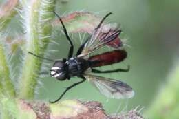 Image of Cylindromyia bicolor (Olivier 1811)