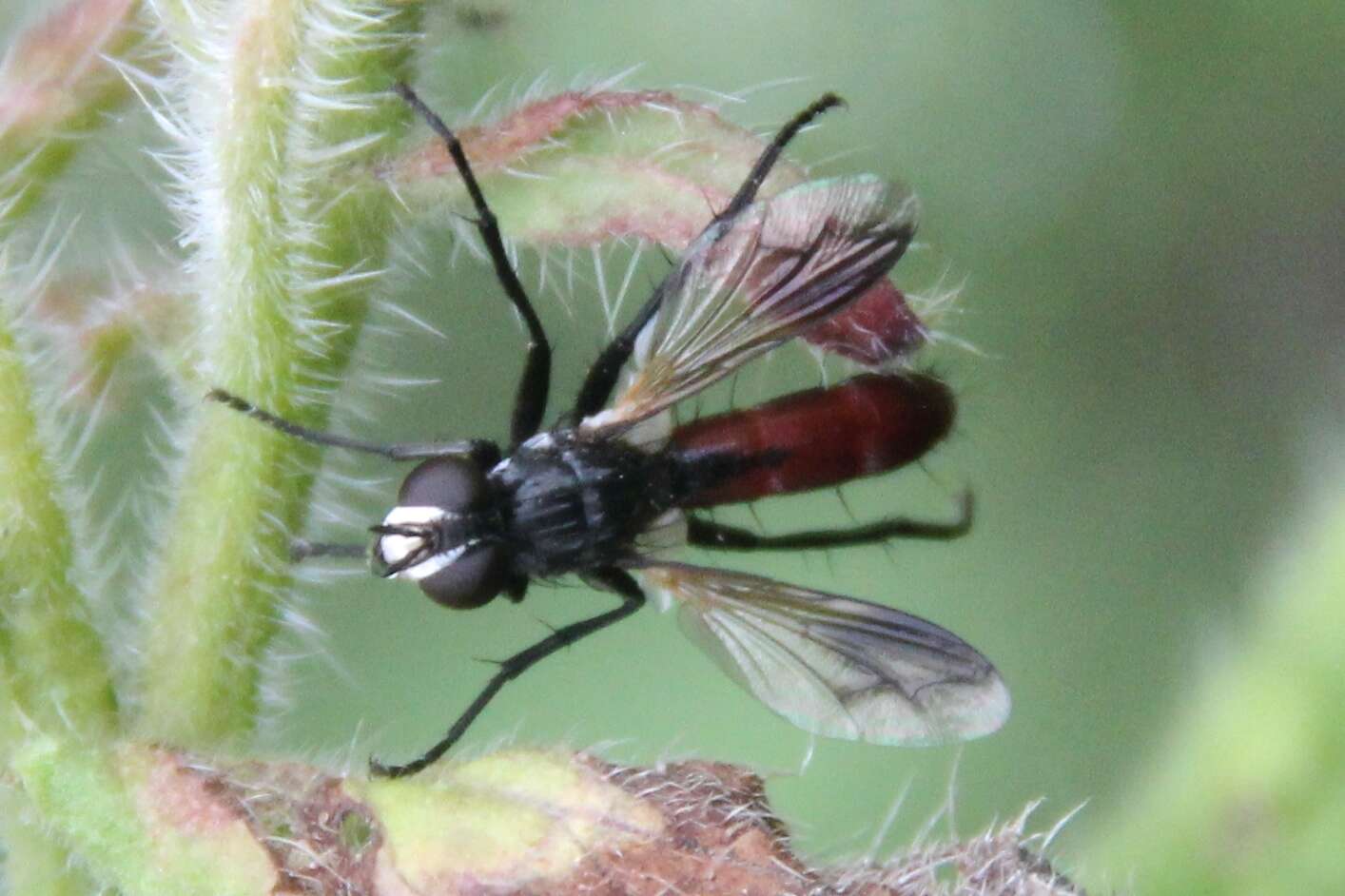 Image de Cylindromyia bicolor (Olivier 1811)