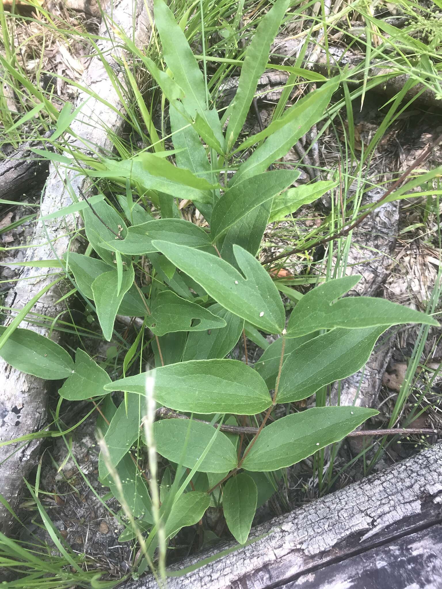 Plancia ëd Clematis ochroleuca