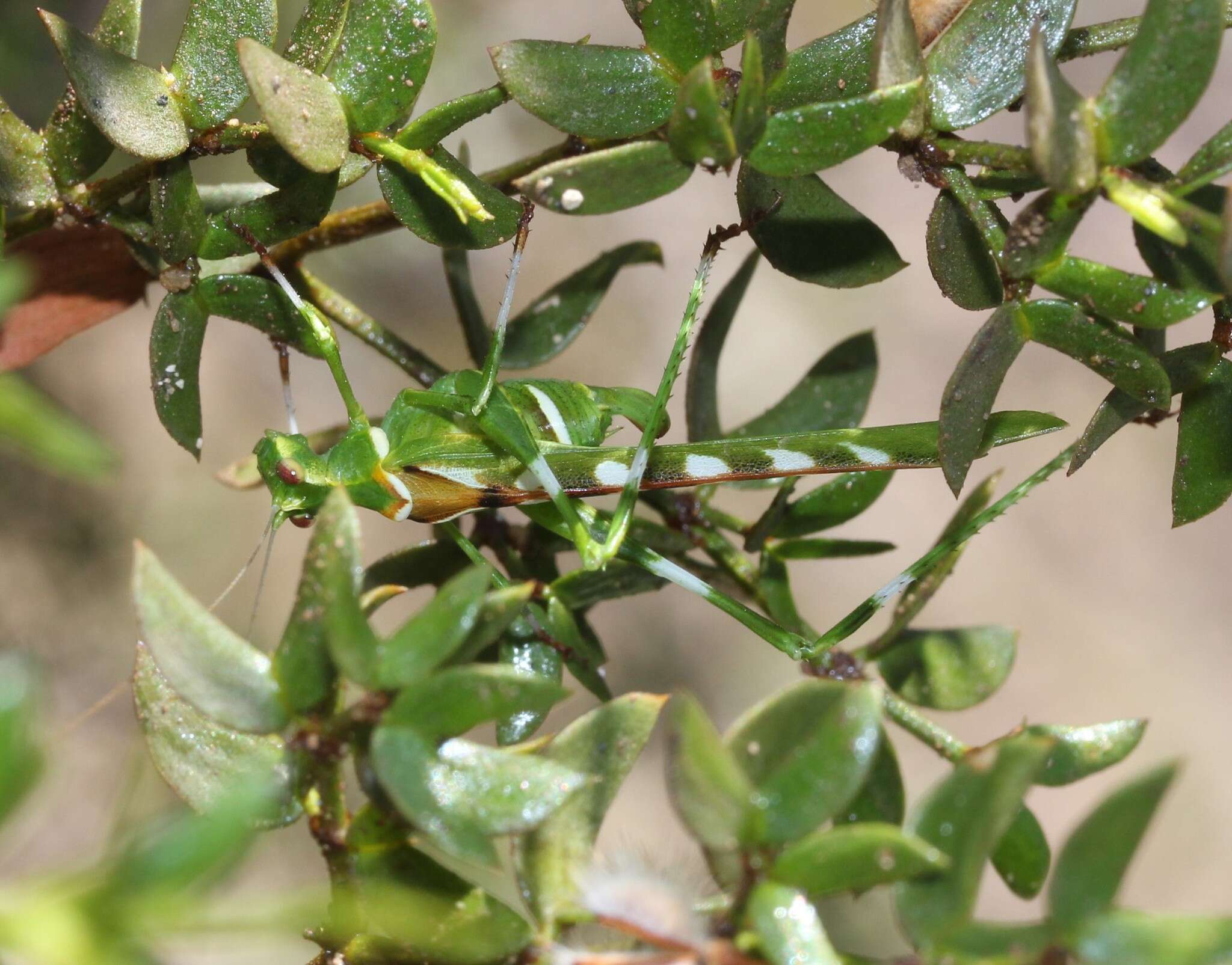 Image of Creosote Bush Katydid