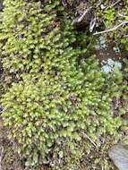 Image of aulacomnium moss