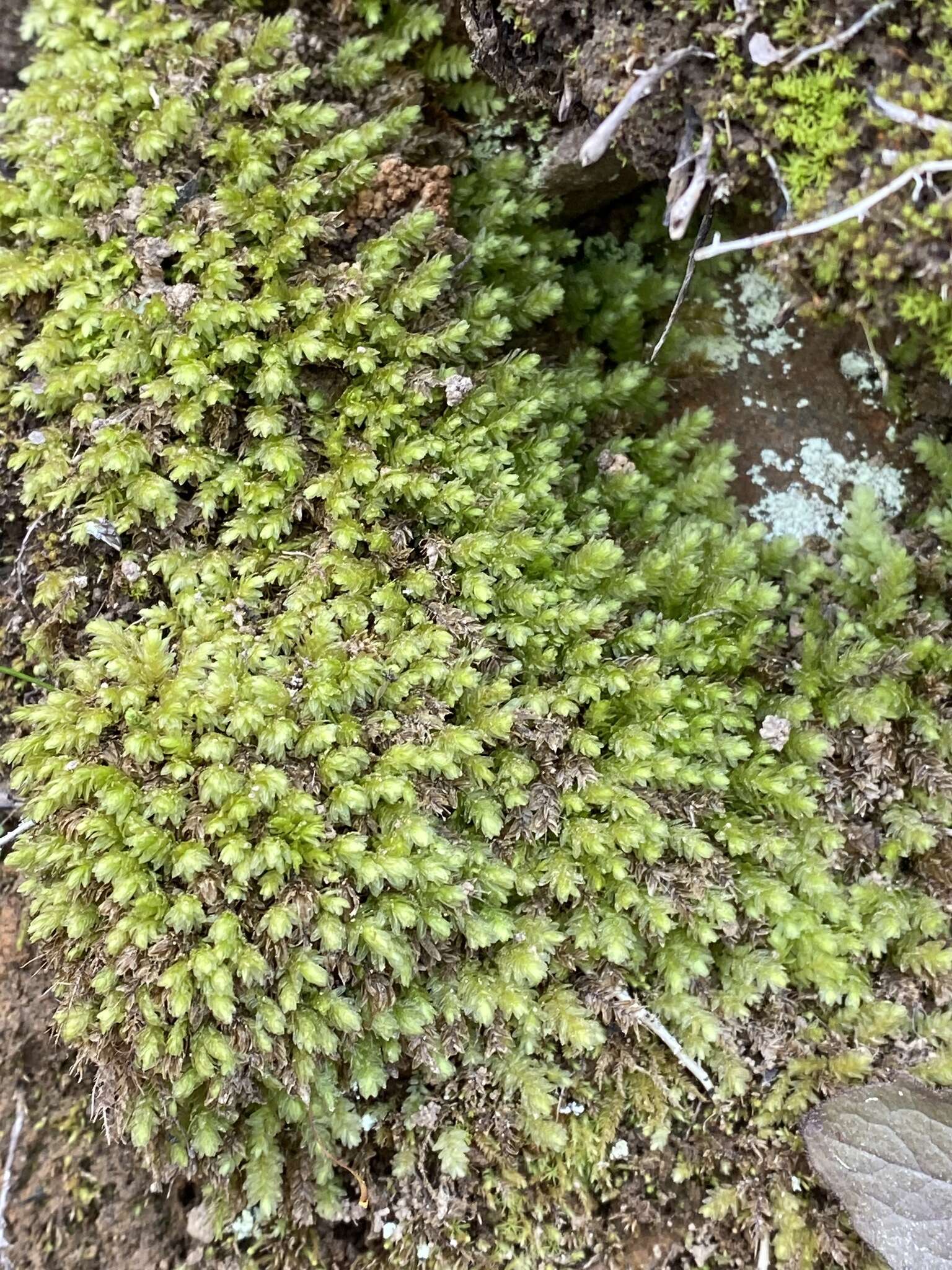 Image of aulacomnium moss