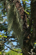 Image of string-of-sausages lichen