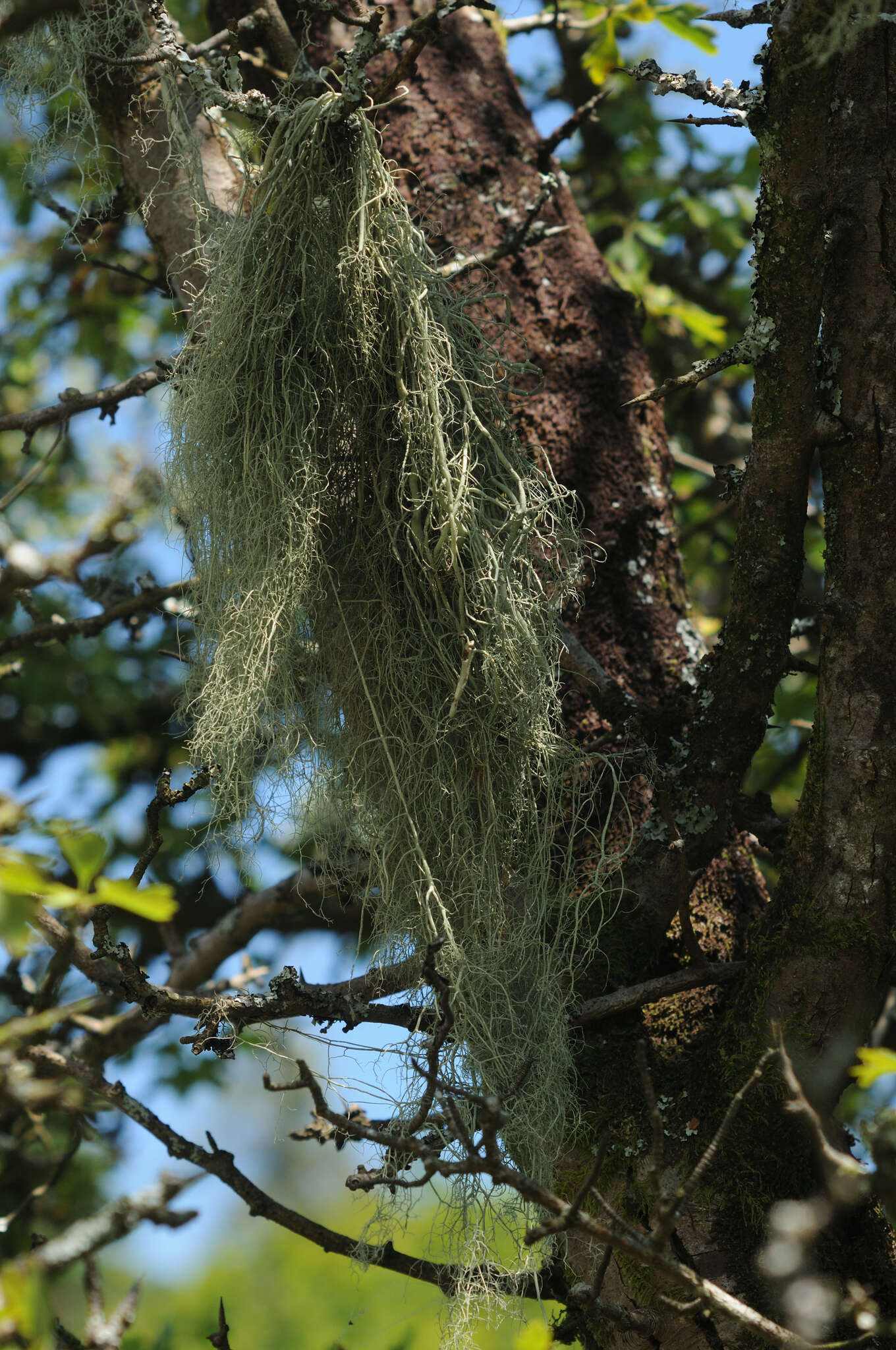 Image of string-of-sausages lichen