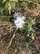 Image of white sagebrush