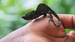 Image of Rwenzori Plate-nosed Chameleon