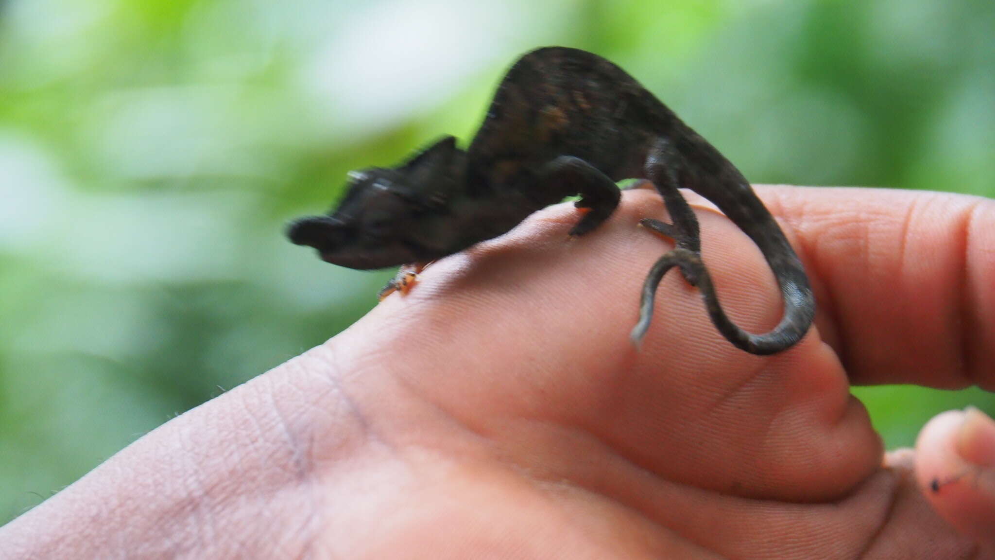 Image of Rwenzori Plate-nosed Chameleon