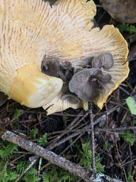 Слика од Entoloma parasiticum (Quél.) Kreisel 1984