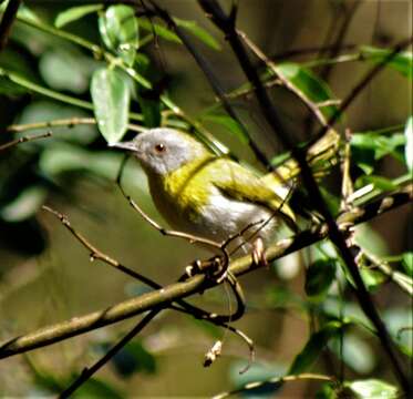 Image of Apalis flavida neglecta (Alexander 1899)