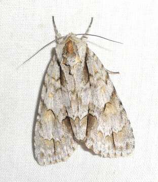 Image of Ochre Dagger Moth