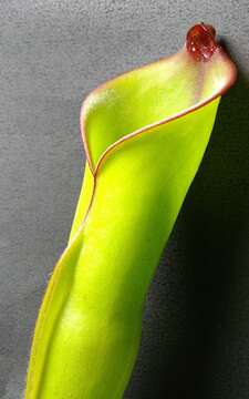 Image of Heliamphora heterodoxa Steyerm.