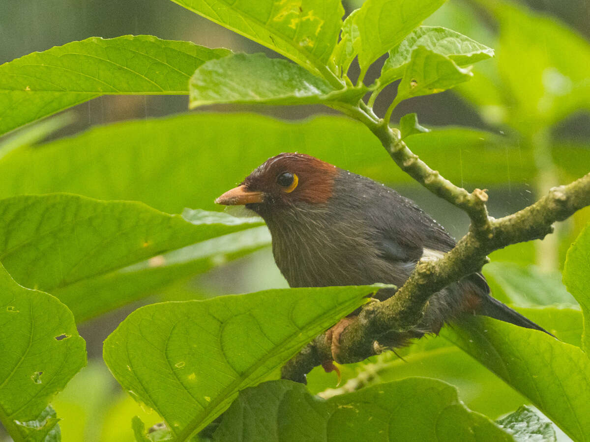 Image of Chestnut-hooded Laughingthrush