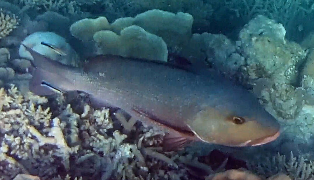 Image of two-spot red snapper