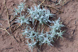 Image of false buffalograss