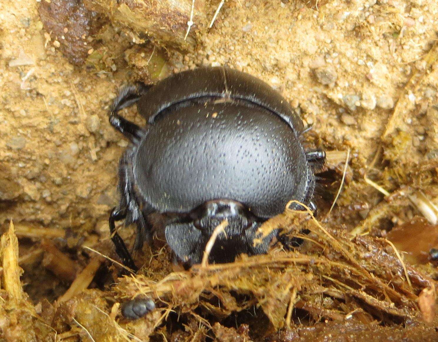 صورة Scarabaeus bornemisszai Zur Strassen 1980