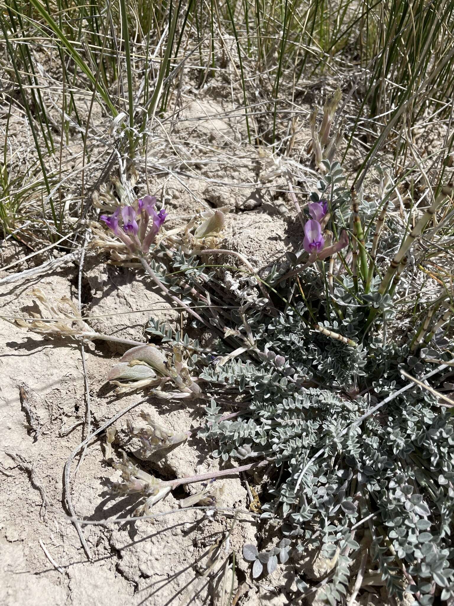 Imagem de <i>Astragalus <i>argophyllus</i></i> var. argophyllus