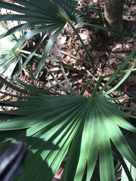 Image of dwarf palmetto