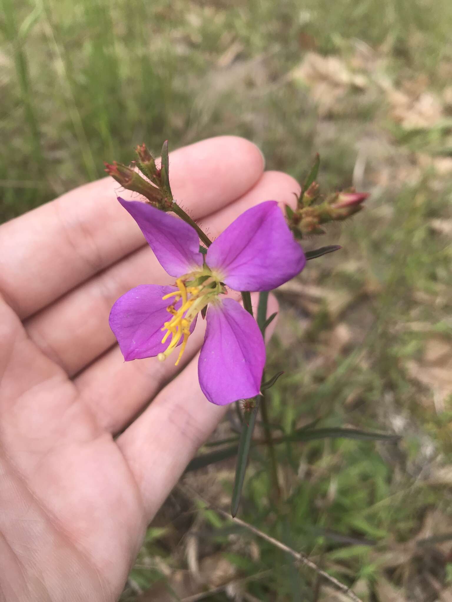 Imagem de Rhexia cubensis Griseb.