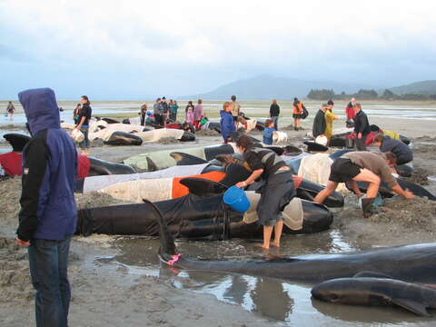 Image of Atlantic Pilot Whale