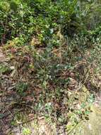 Ceanothus velutinus var. laevigatus Torr. & A. Gray resmi