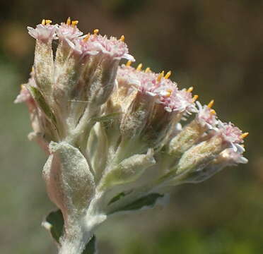 Слика од Plecostachys serpyllifolia (Berg.) O. M. Hilliard & B. L. Burtt