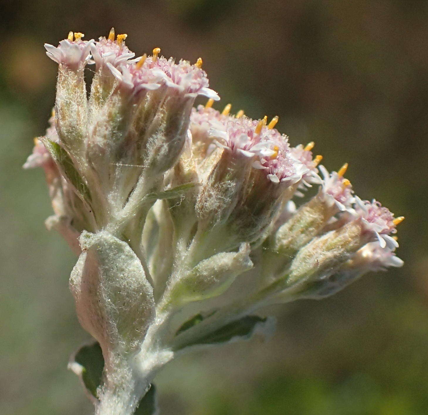 Plecostachys serpyllifolia (Berg.) O. M. Hilliard & B. L. Burtt的圖片