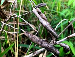 Image of arsenic bush