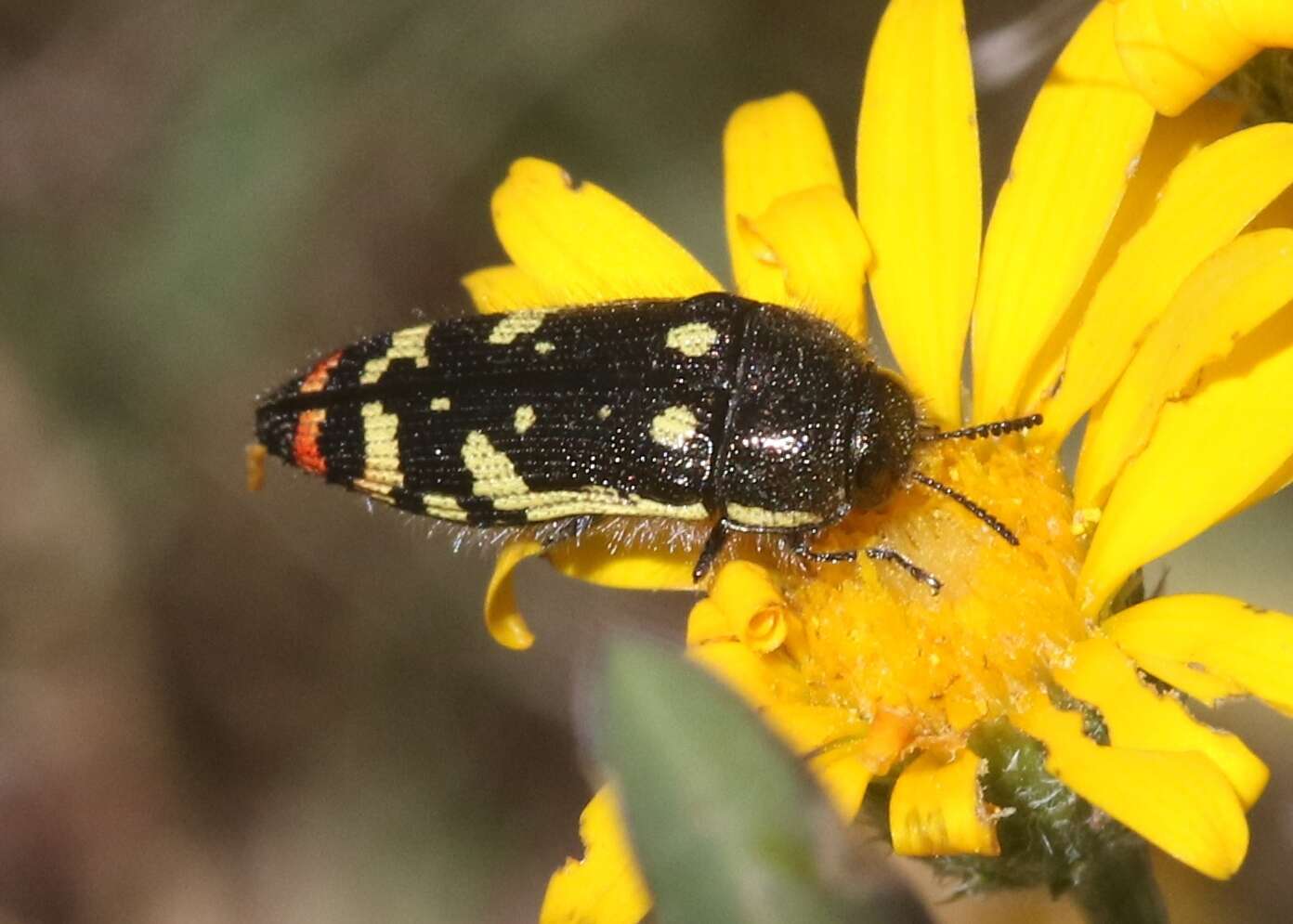 Image of Acmaeodera amabilis Horn 1878